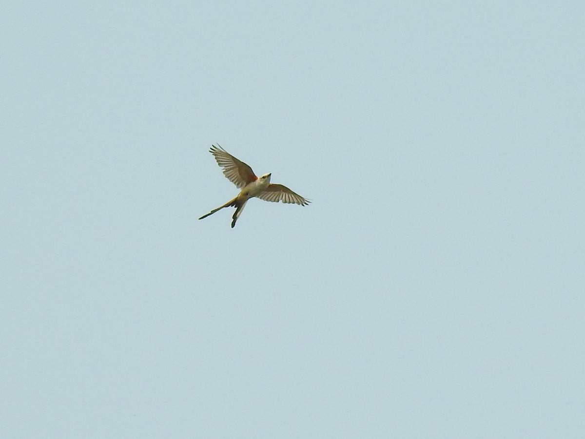 Scissor-tailed Flycatcher - ML607213901