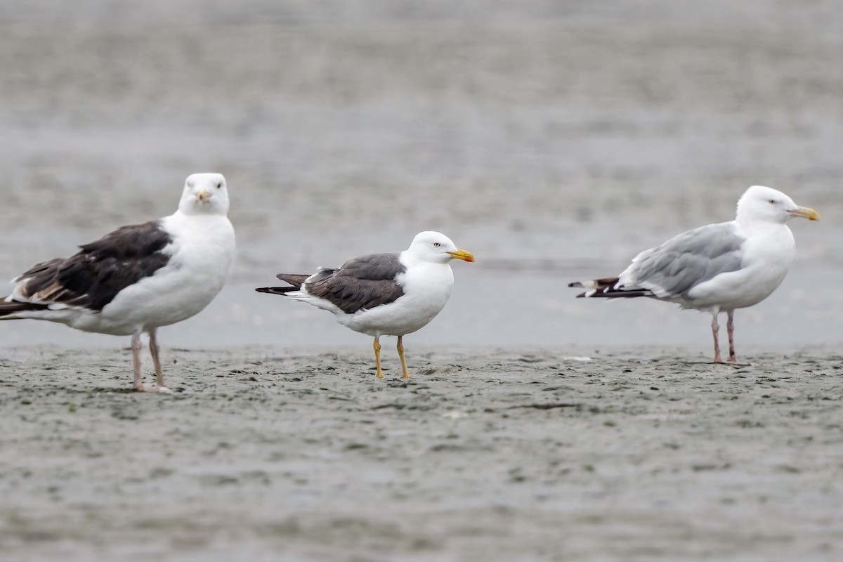 Lesser Black-backed Gull - ML607214371