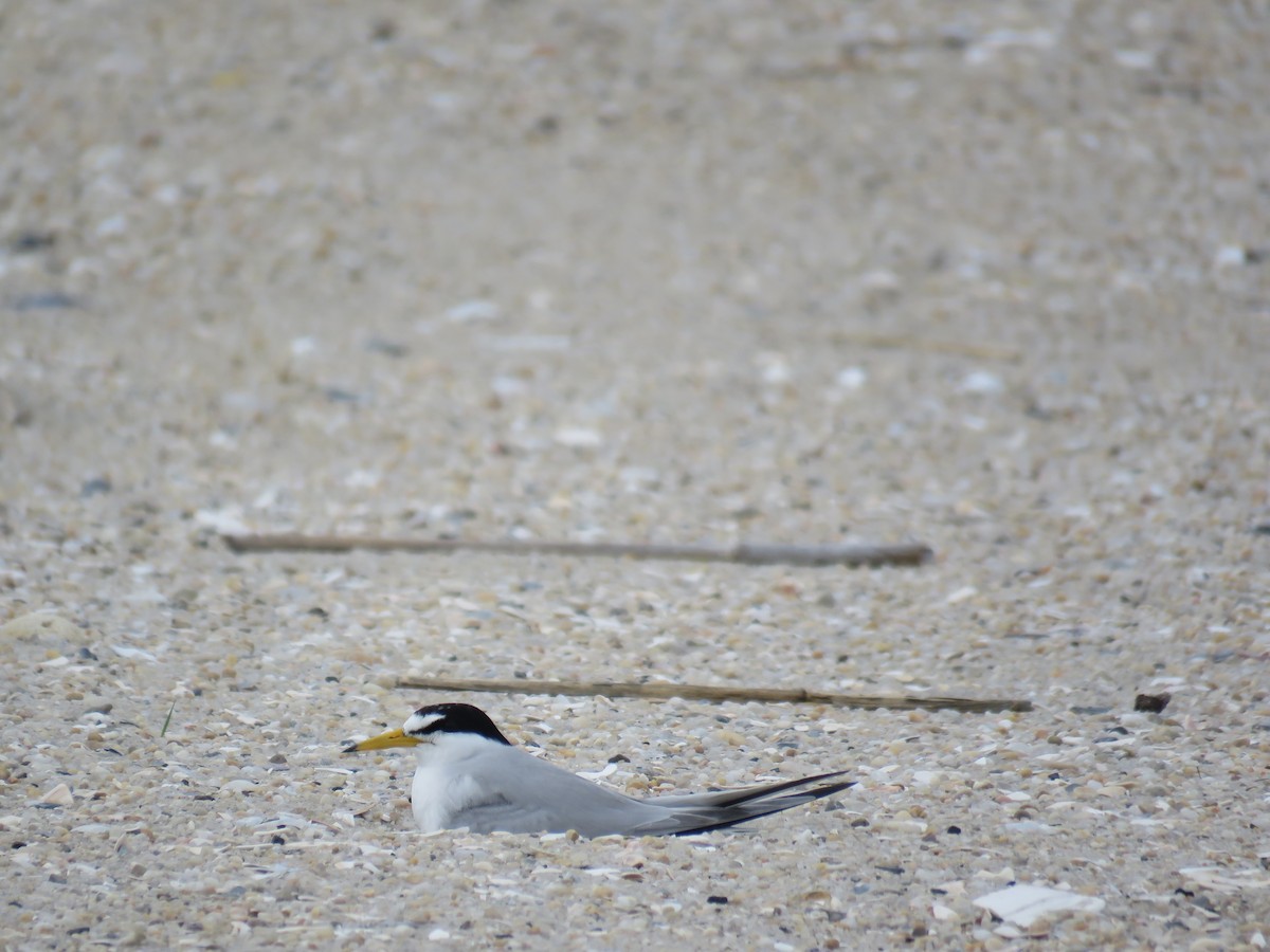 Least Tern - ML60721451