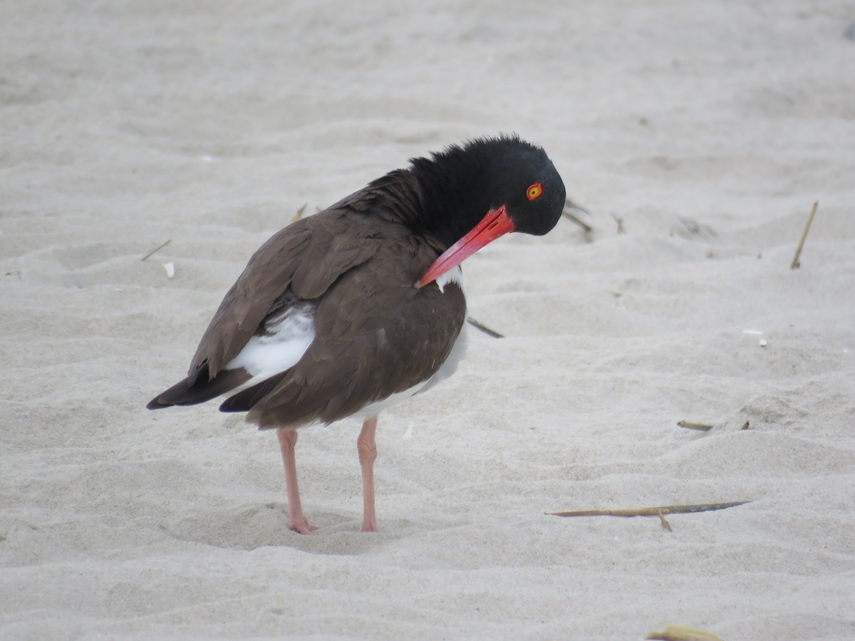 American Oystercatcher - ML60721561