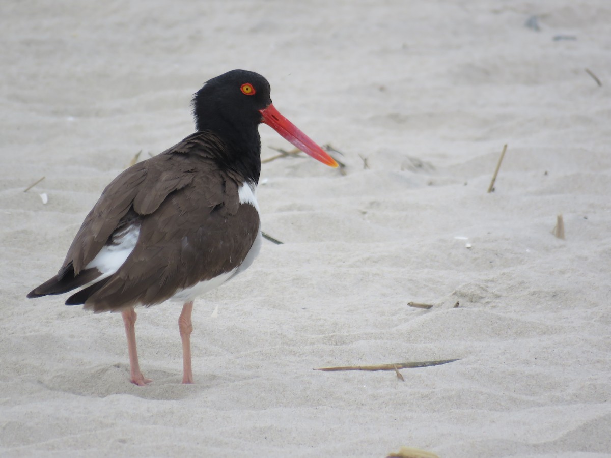 American Oystercatcher - ML60721571