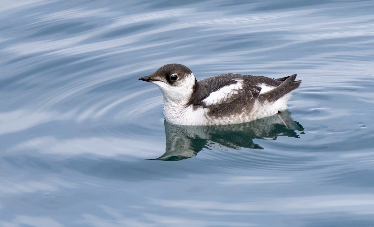 Marbled Murrelet - Iris Kilpatrick