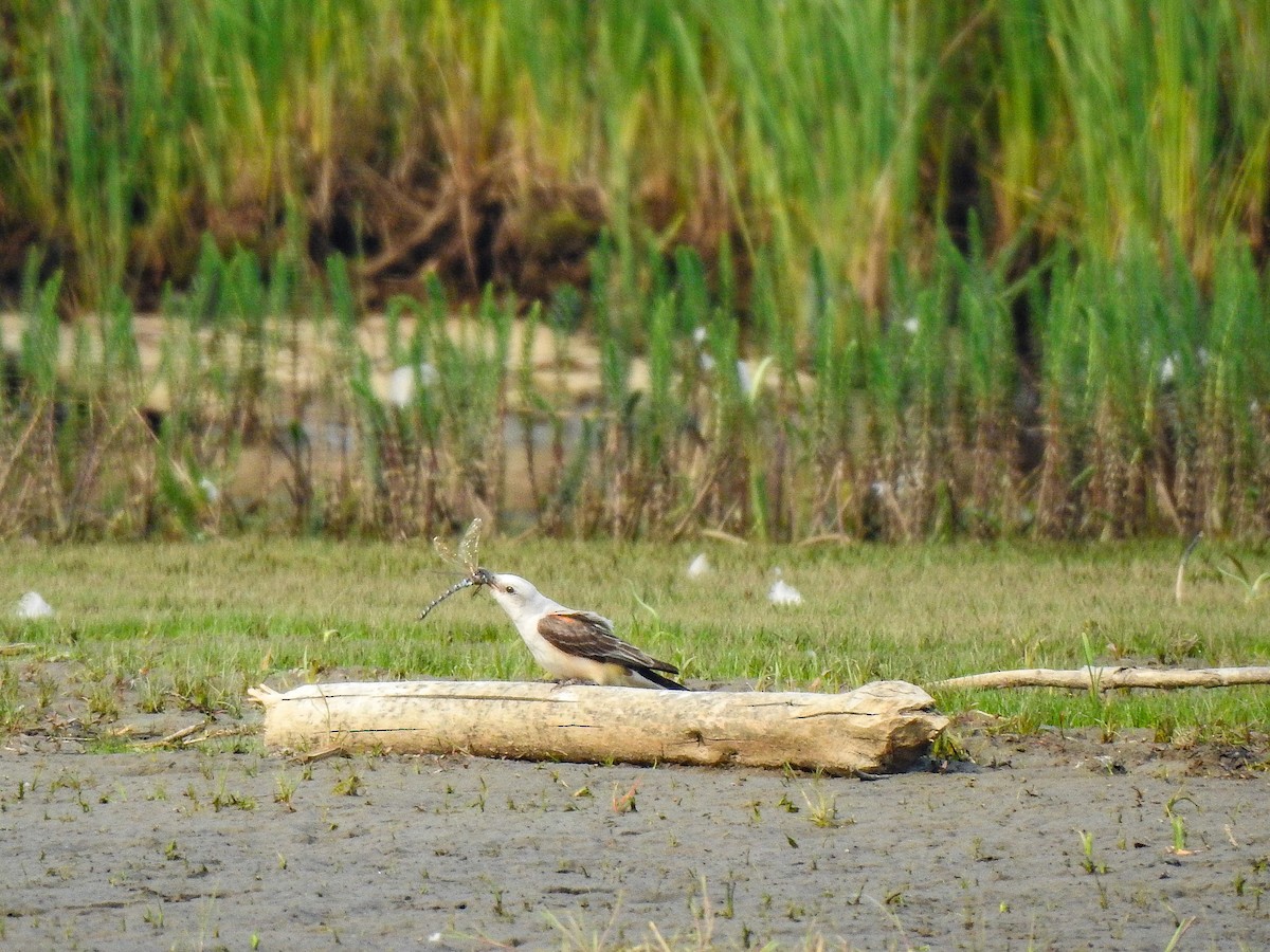 Scissor-tailed Flycatcher - ML607216181