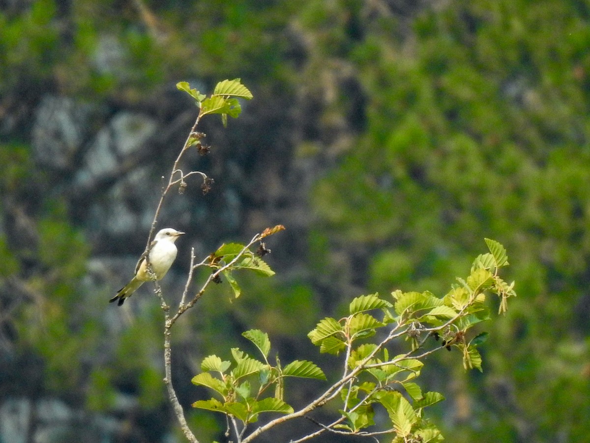 Scissor-tailed Flycatcher - ML607216191