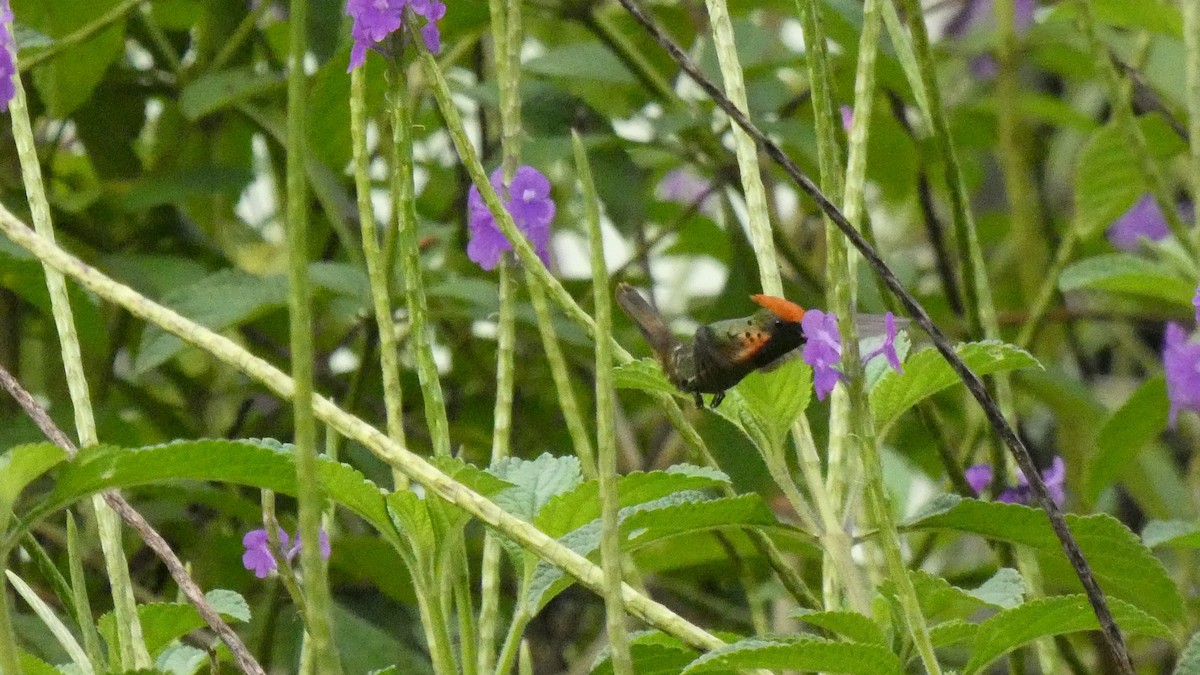 Tufted Coquette - ML607216251