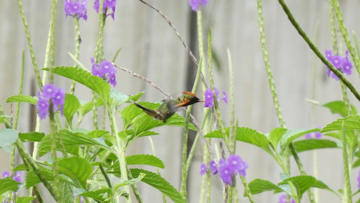 Tufted Coquette - ML607216331