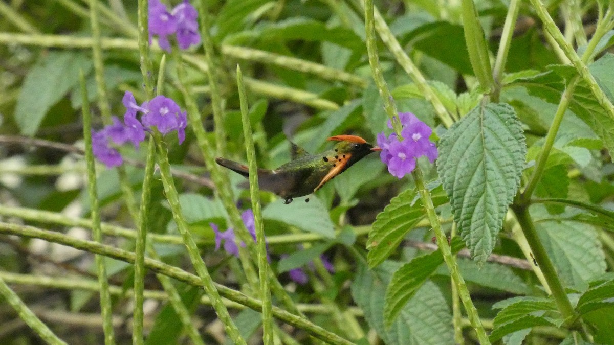 Tufted Coquette - ML607216361