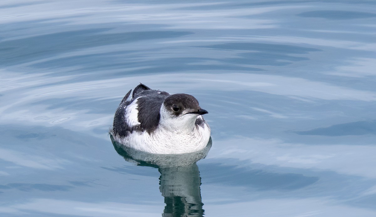 Marbled Murrelet - ML607216371