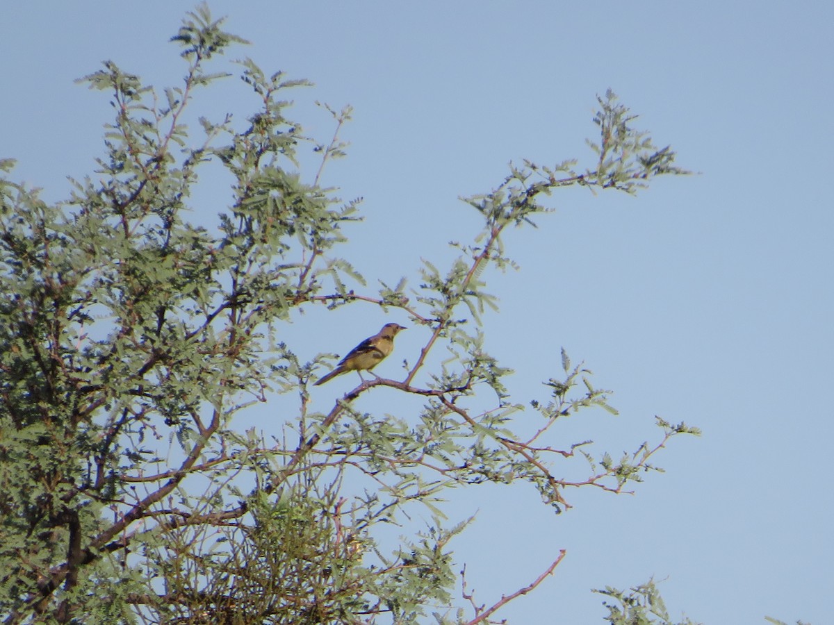 Oriole jaune-verdâtre - ML607217241