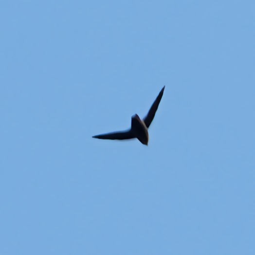 Chimney Swift - ML607217481