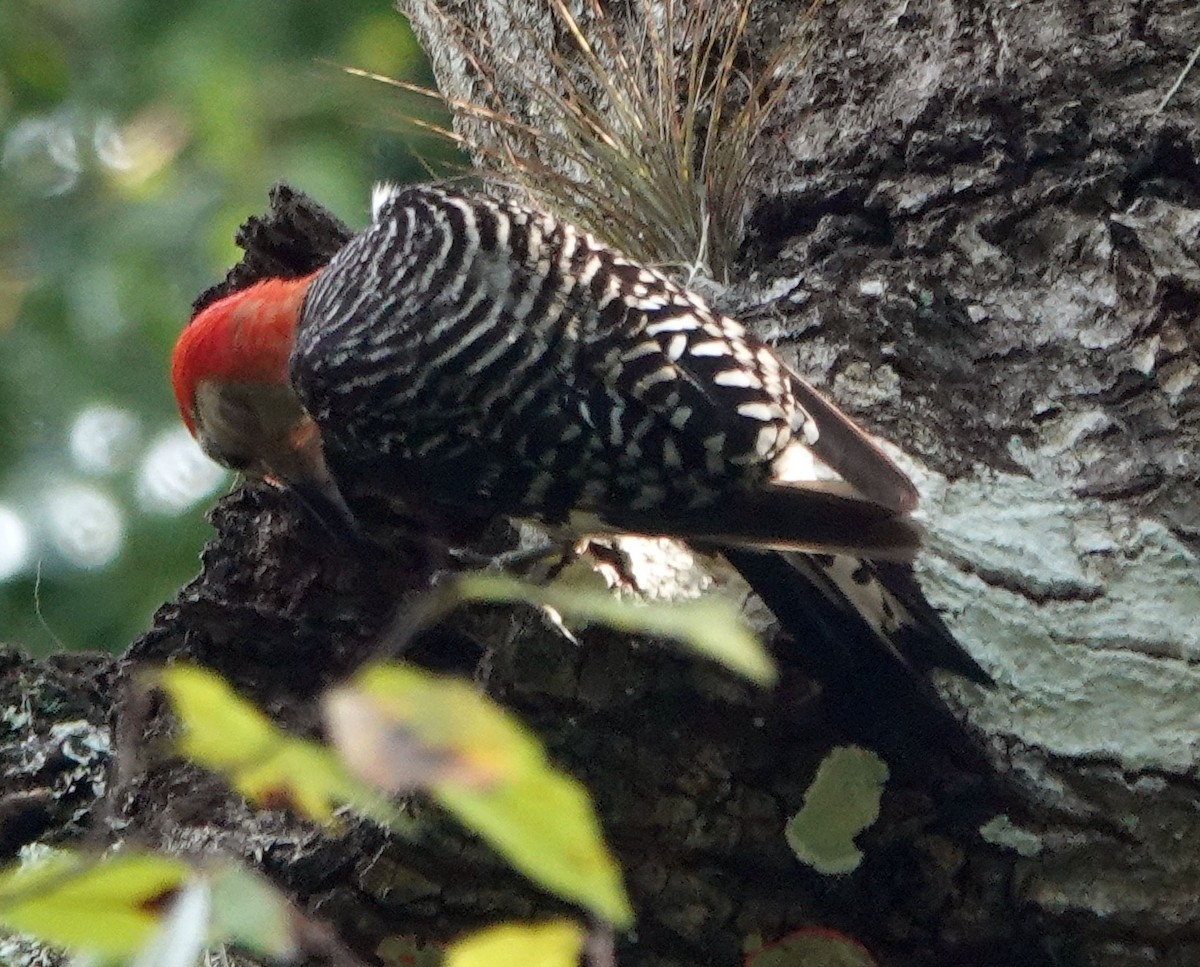 Red-bellied Woodpecker - ML607217581