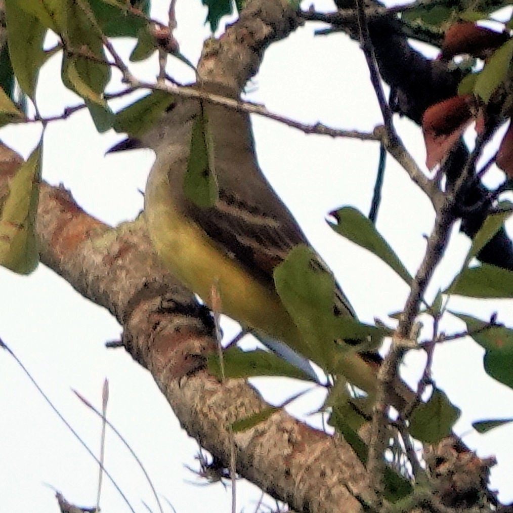 Great Crested Flycatcher - ML607217671