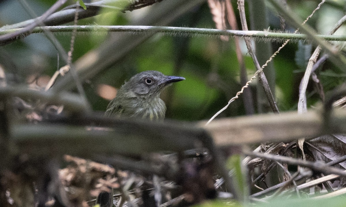 Johannes's Tody-Tyrant - ML607217691