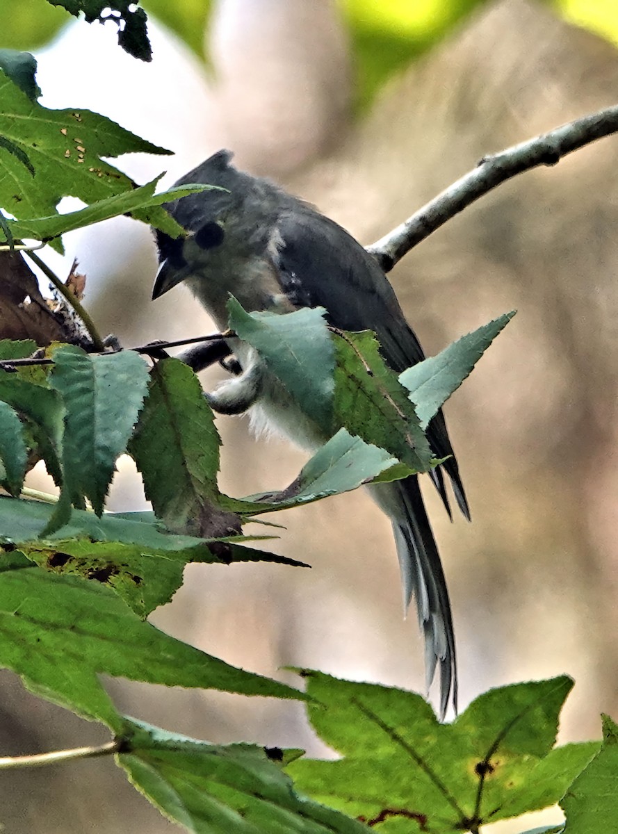 Mésange bicolore - ML607217741