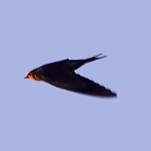 Barn Swallow - ML607217761