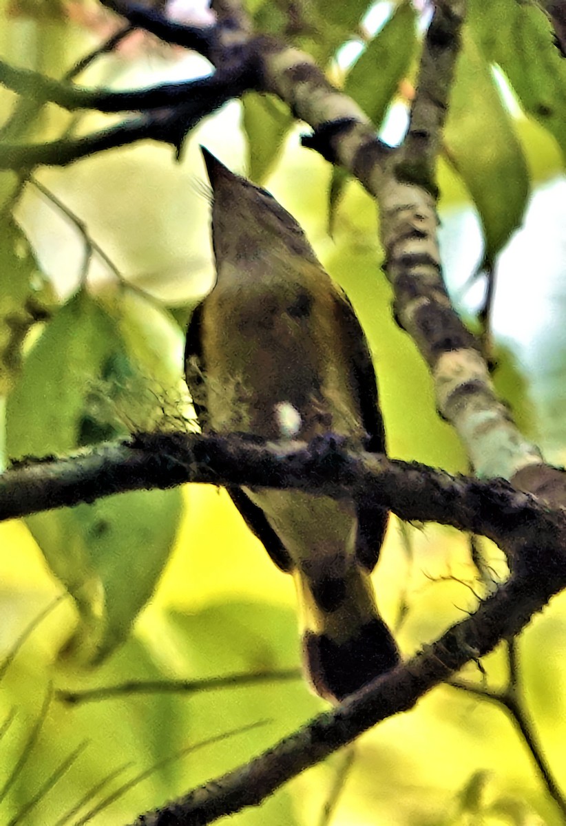 American Redstart - ML607217891