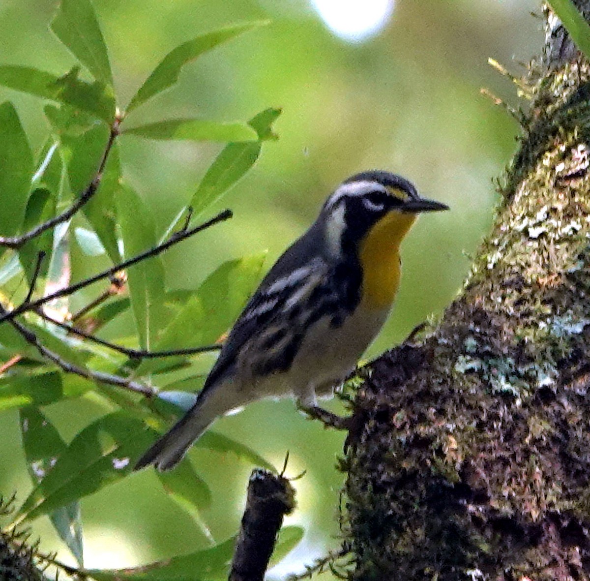 Paruline à gorge jaune - ML607218121