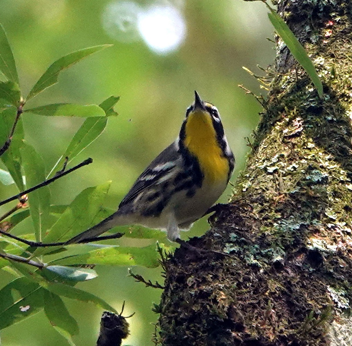 Yellow-throated Warbler - ML607218131