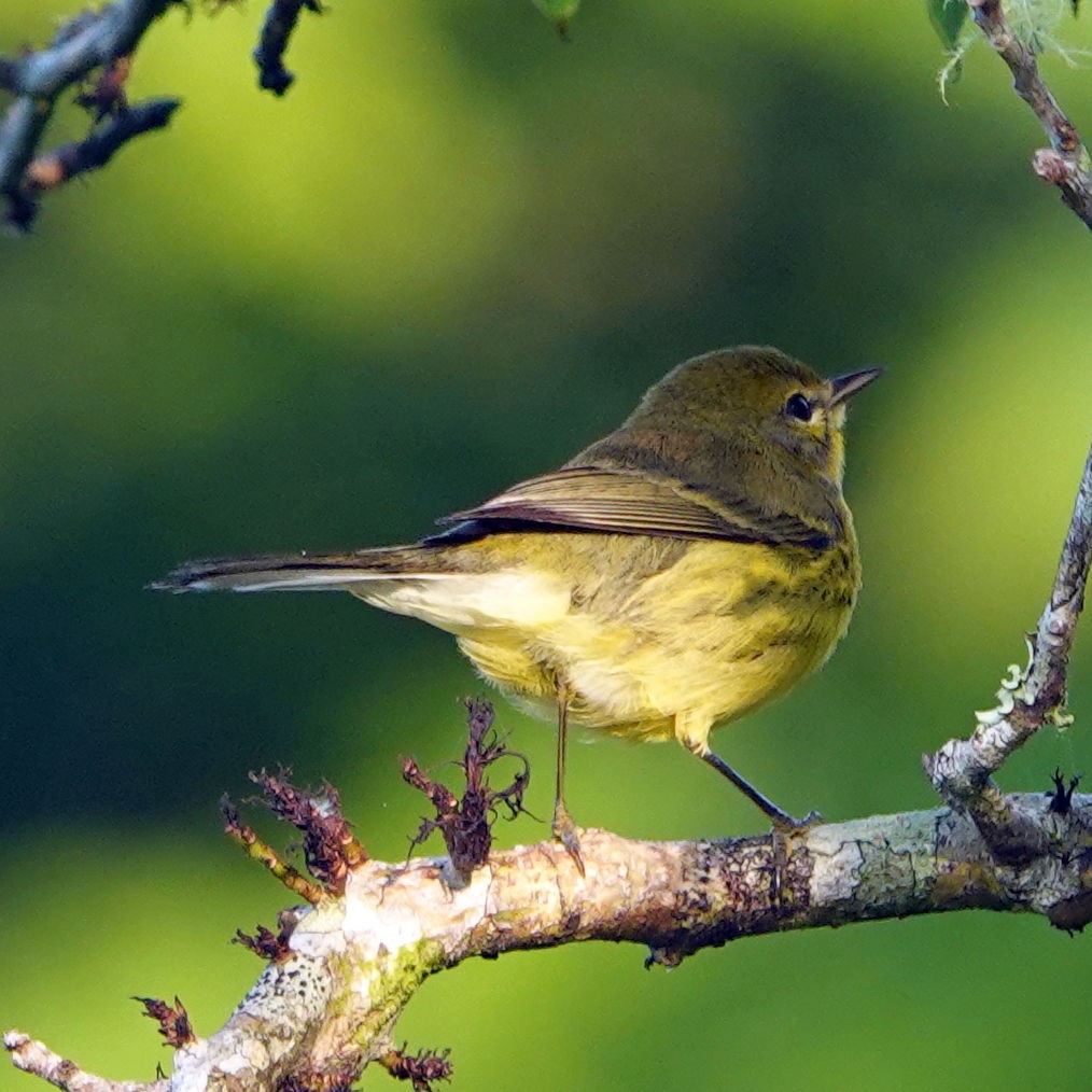 Prairie Warbler - ML607218191