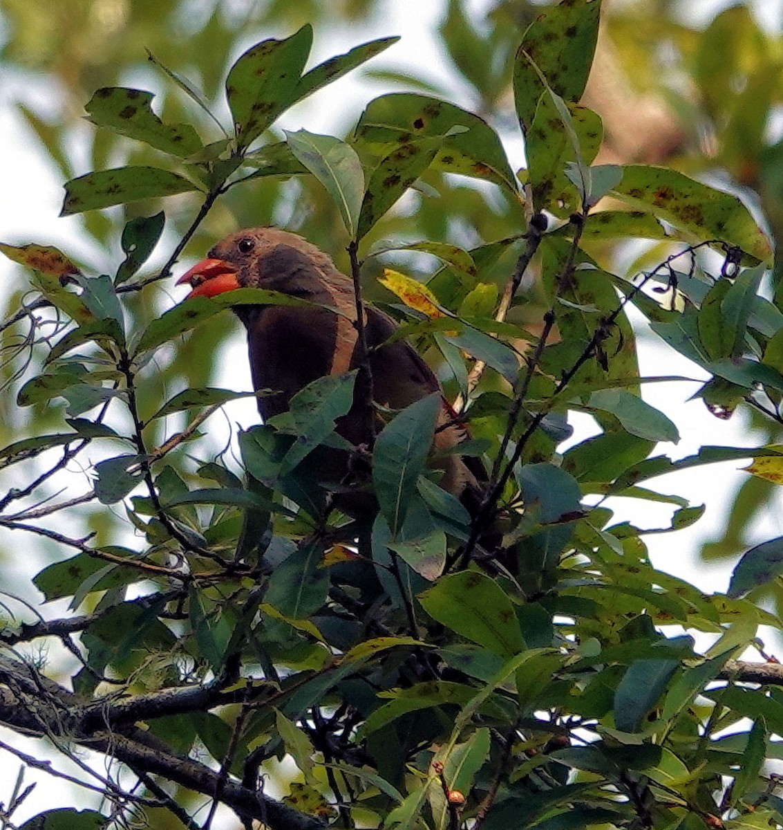 Cardinal rouge - ML607218281