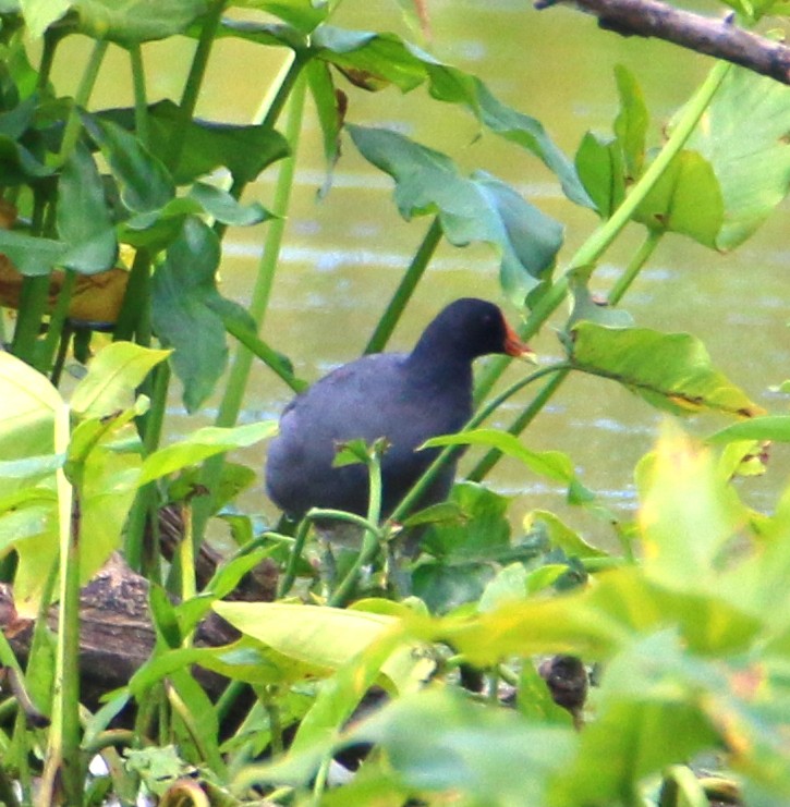 Common Gallinule - ML607218361