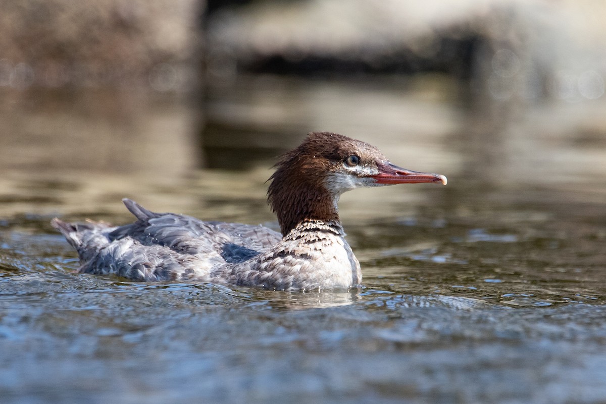 Common Merganser - ML607218571