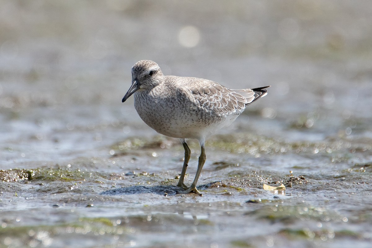 Red Knot - ML607218601