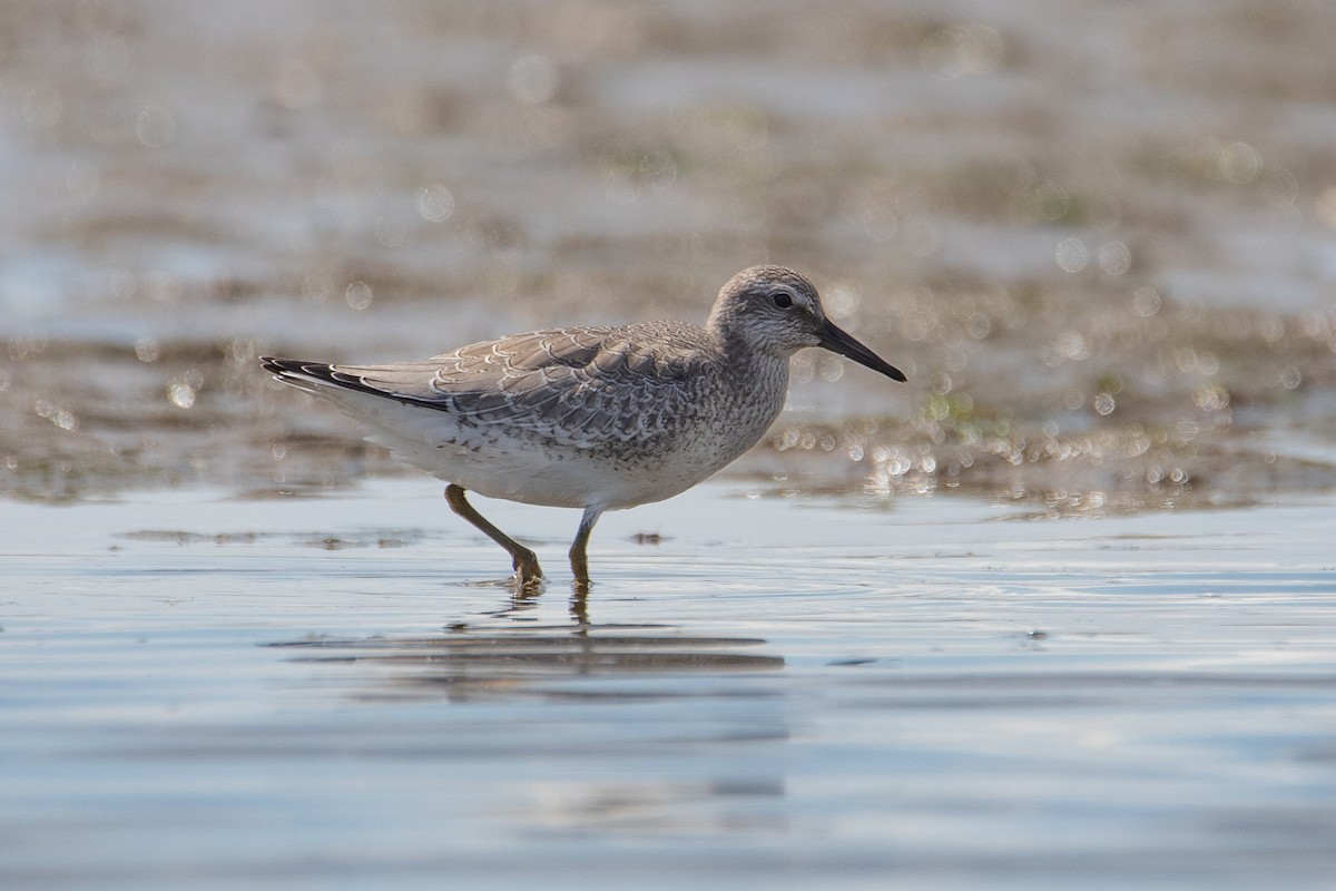 Red Knot - ML607218661