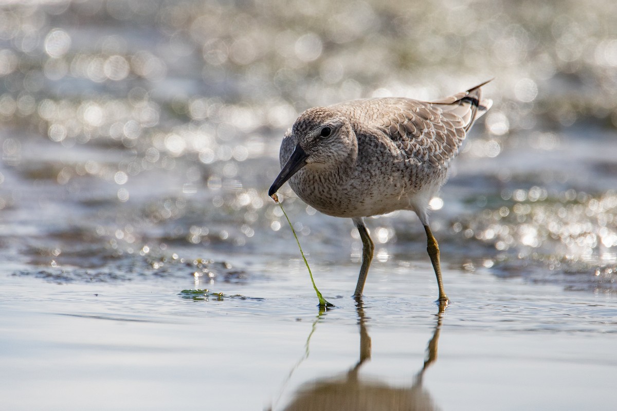 Red Knot - ML607218691