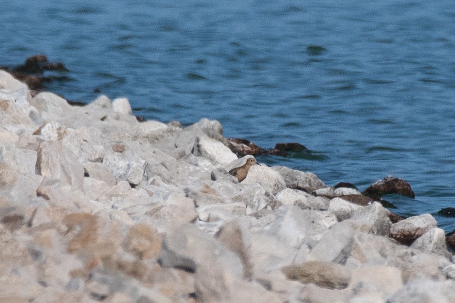 Buff-breasted Sandpiper - ML607218731