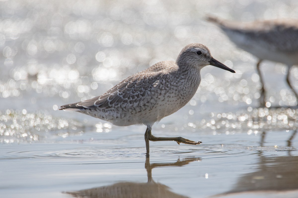 Red Knot - ML607218901