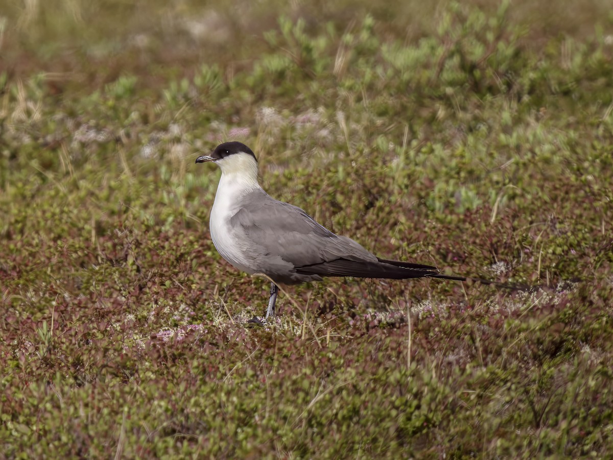 Long-tailed Jaeger - ML607219101