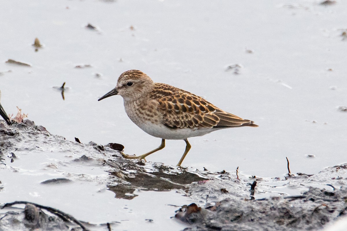 Least Sandpiper - Cameron Johnson