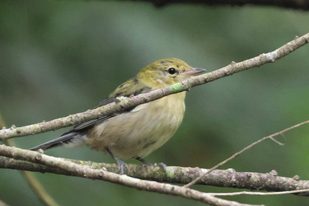 Braunkehl-Waldsänger - ML607220221