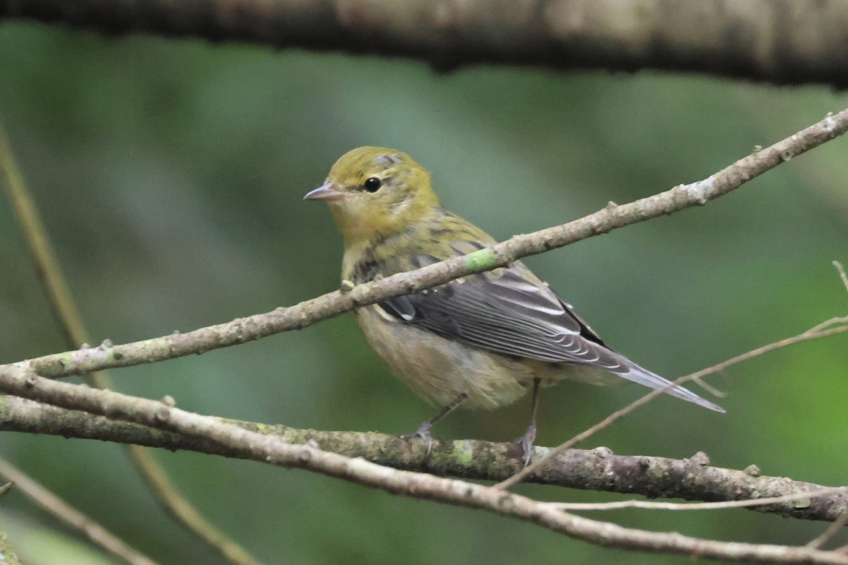 Braunkehl-Waldsänger - ML607220231