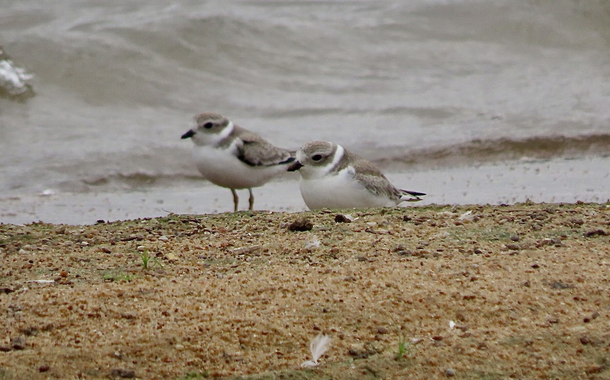 Piping Plover - ML607222081