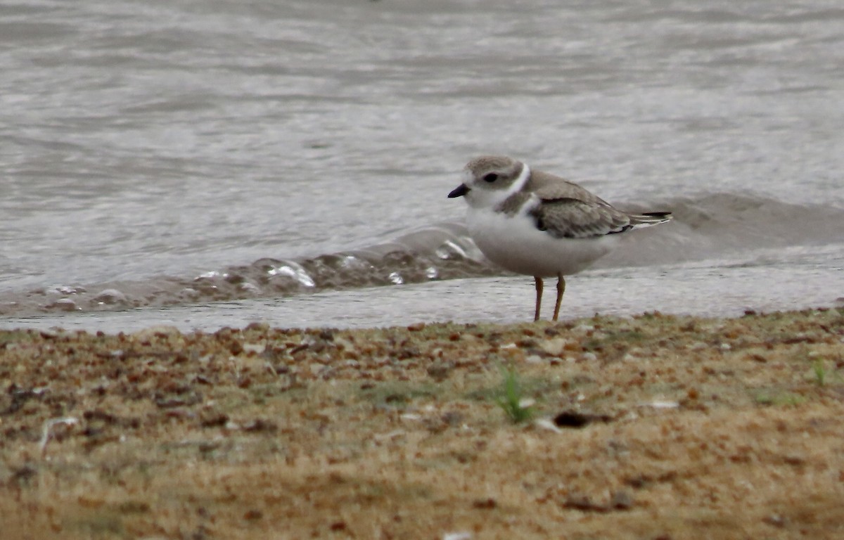Piping Plover - ML607222091