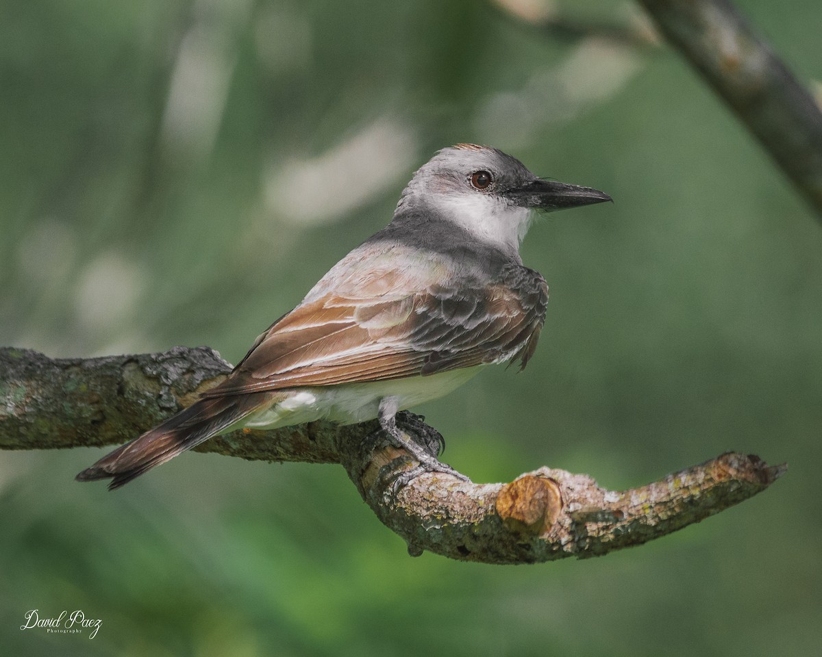 Gray Kingbird - ML607222961