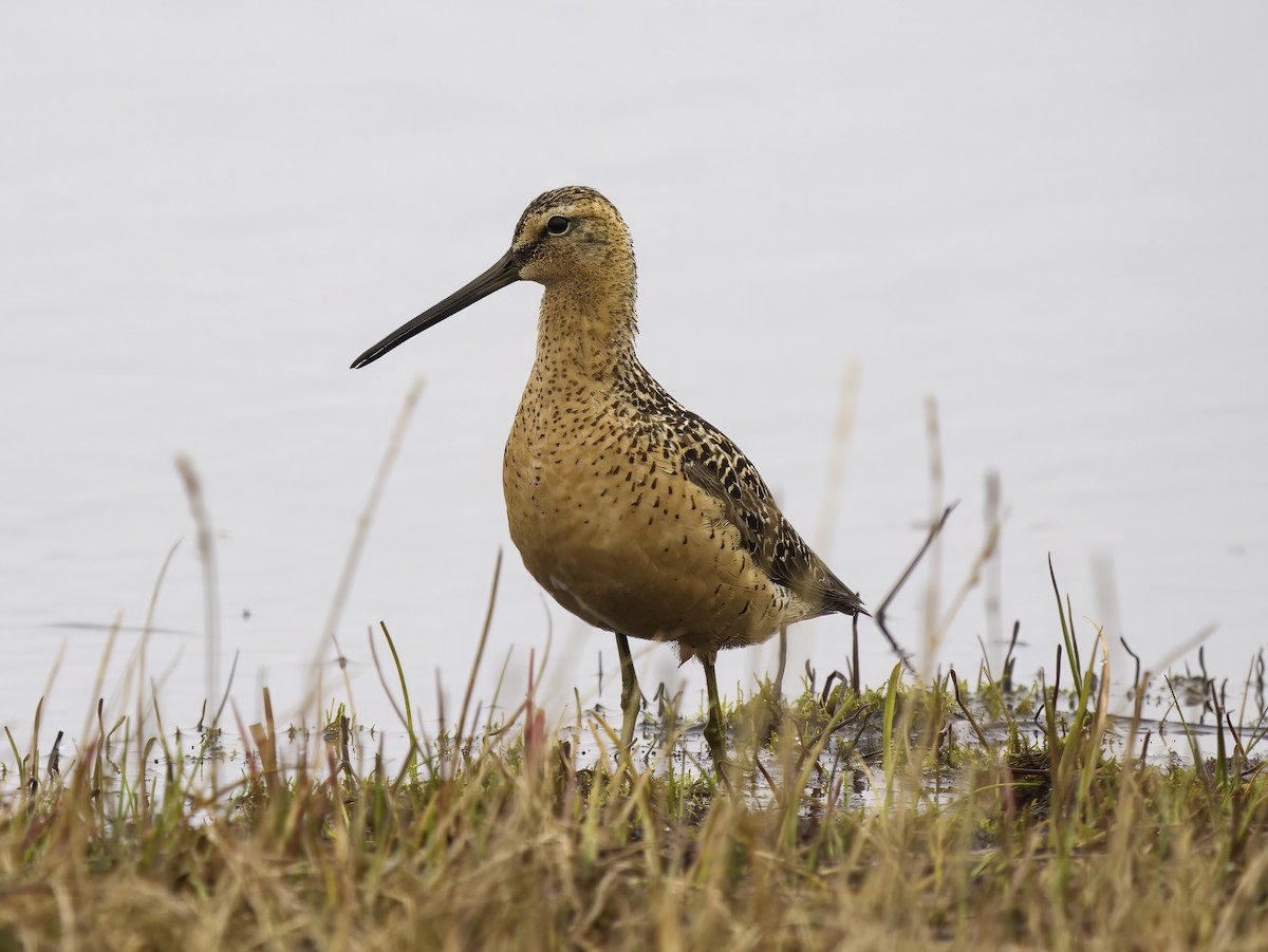 Long-billed Dowitcher - ML607222991