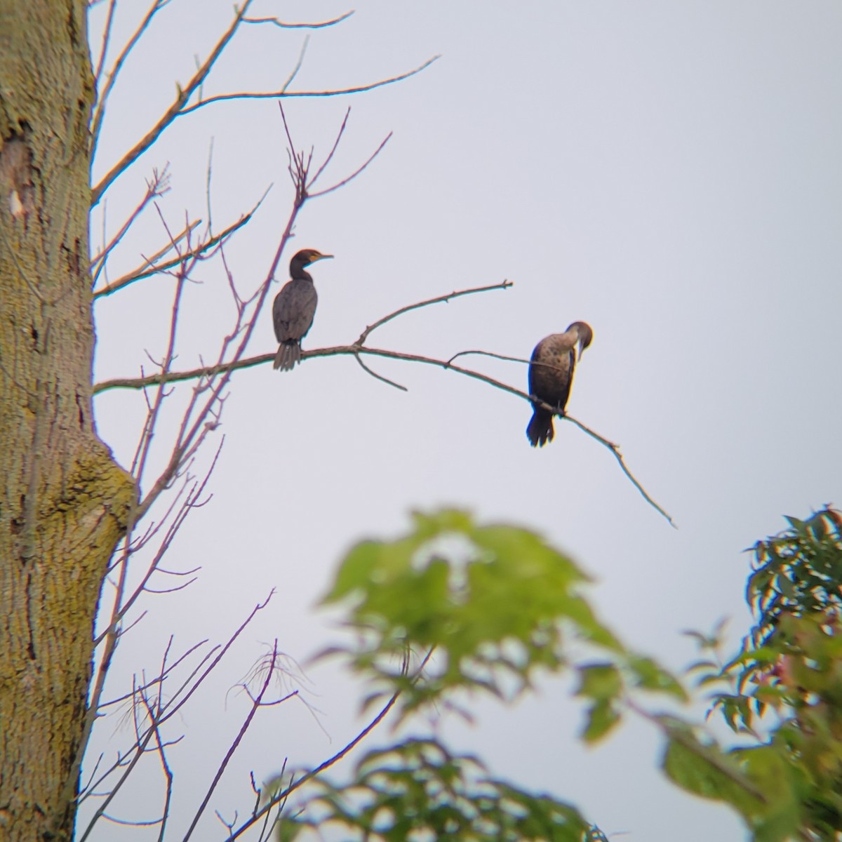 Double-crested Cormorant - ML607223341