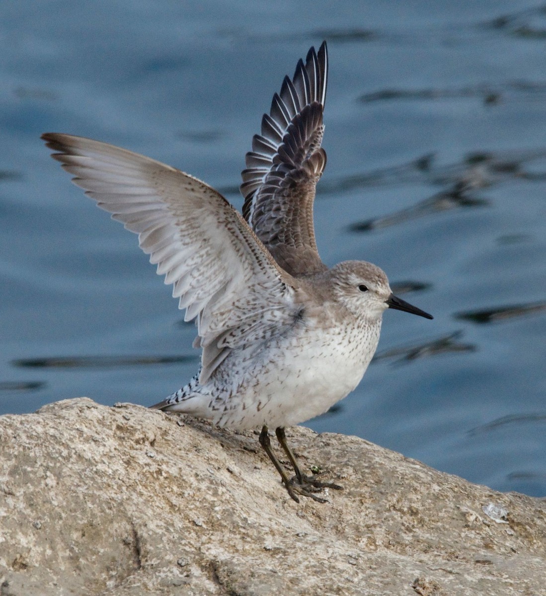 Red Knot - Timothy Spahr