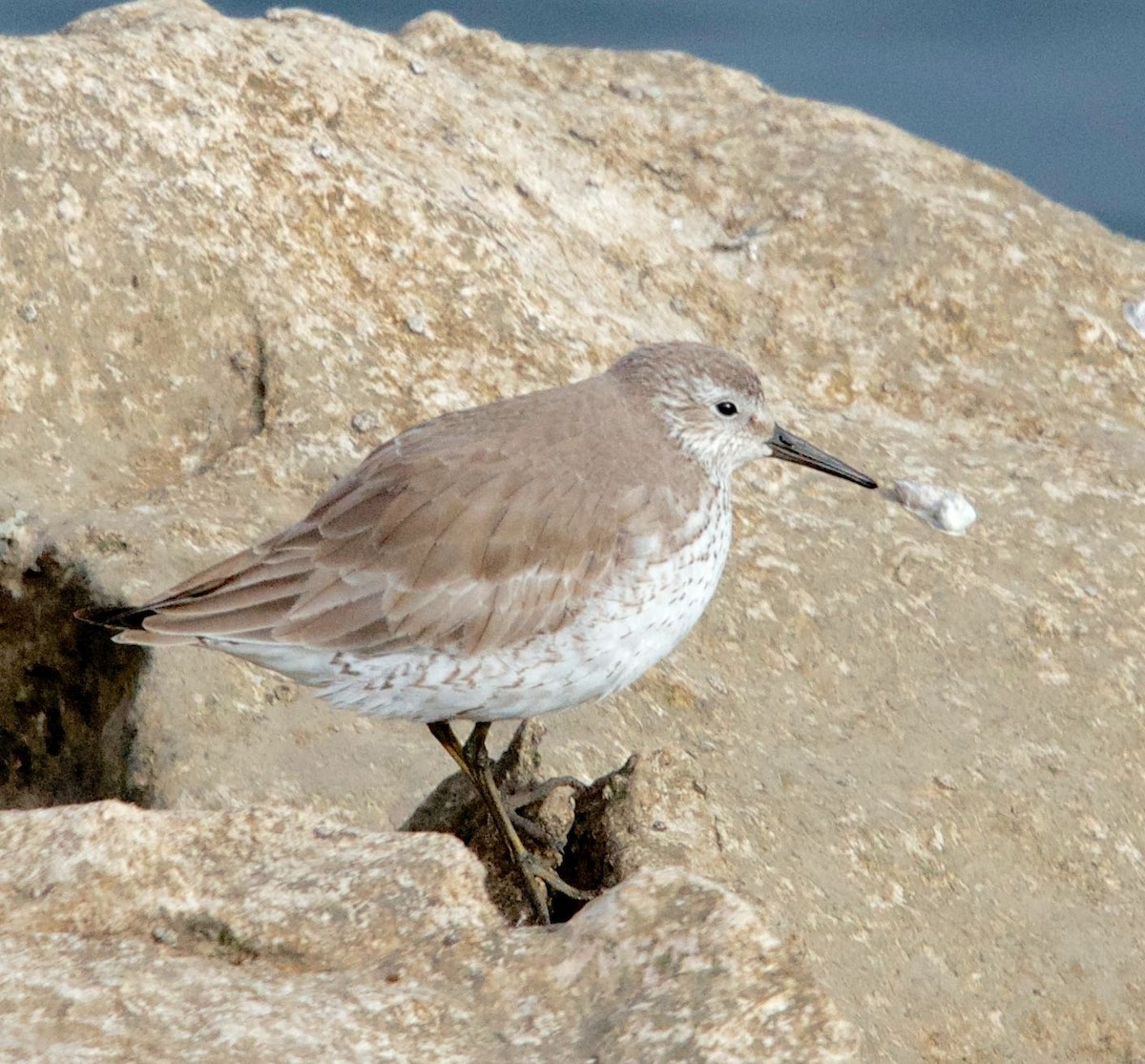 Red Knot - ML60722371