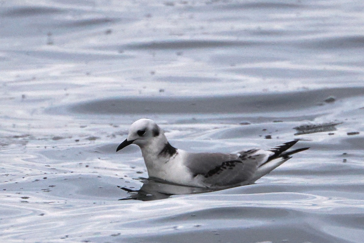 Mouette tridactyle - ML607224631
