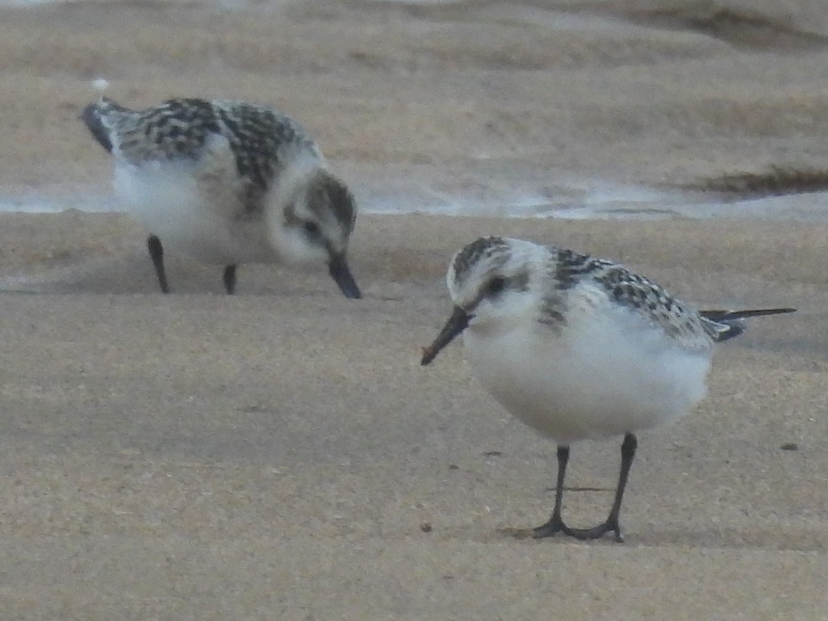 Bécasseau sanderling - ML607225341