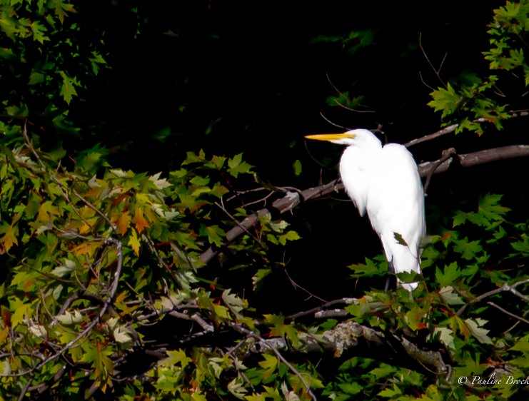Great Egret - ML607225431