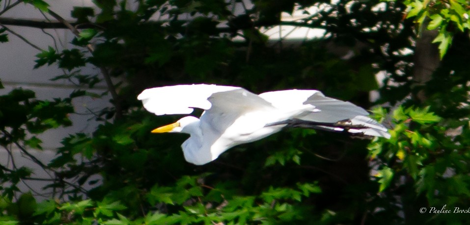 Great Egret - ML607225591