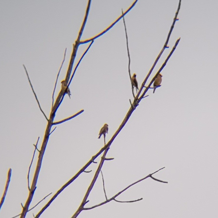 Cedar Waxwing - ML607225711