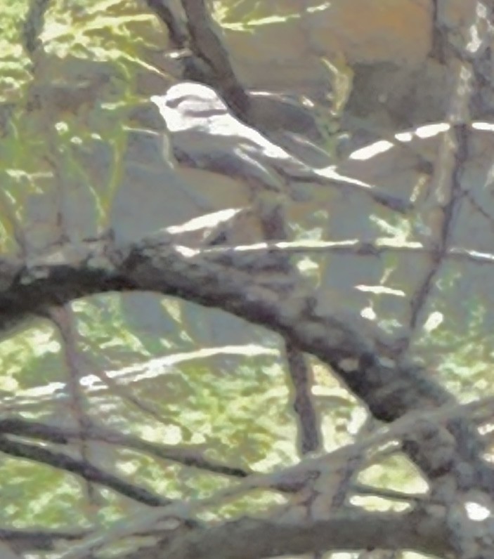 Gray Vireo - ML607225741