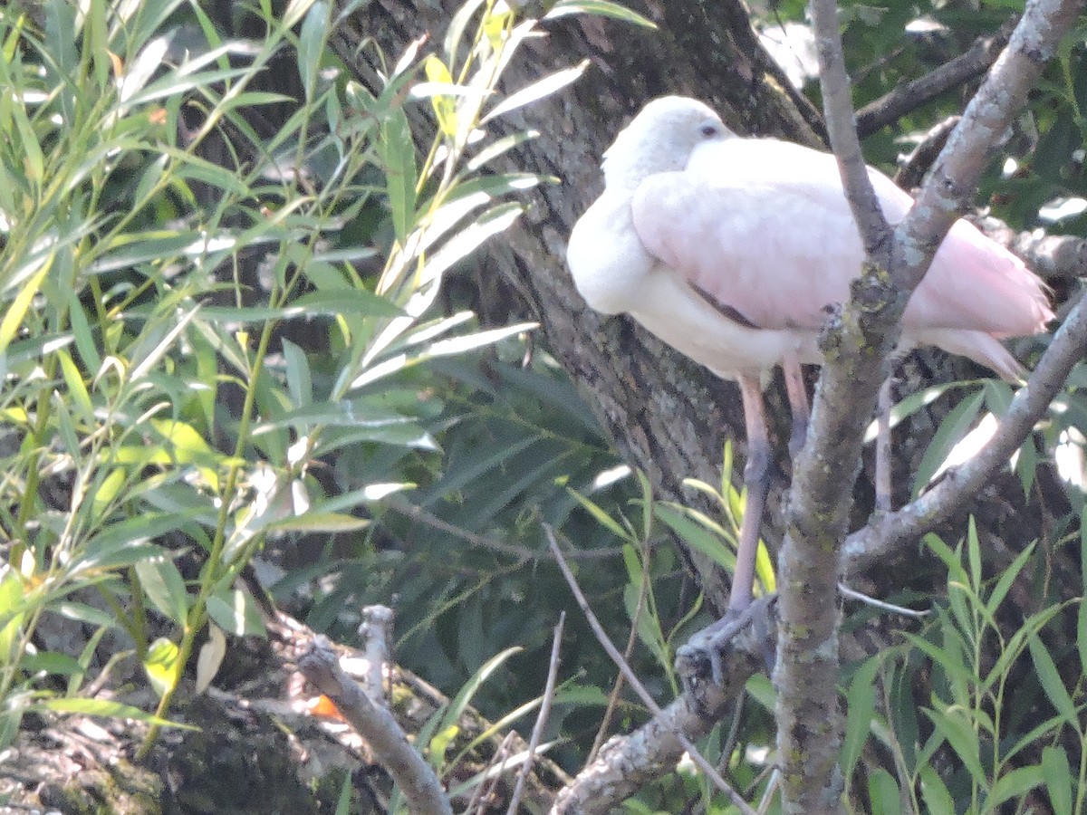 Roseate Spoonbill - ML607227611