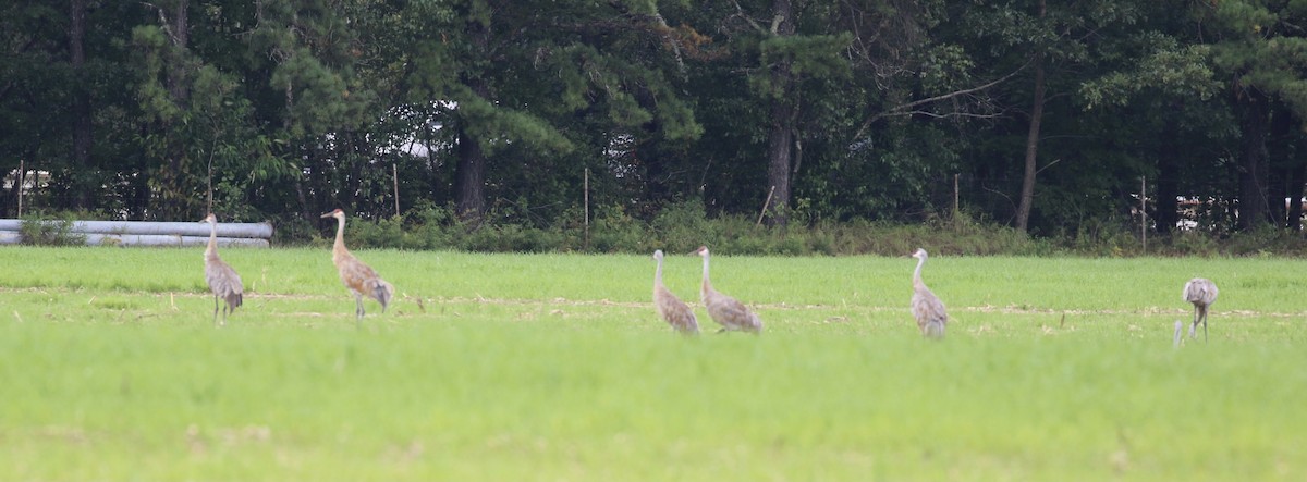 Sandhill Crane - John Lorenc